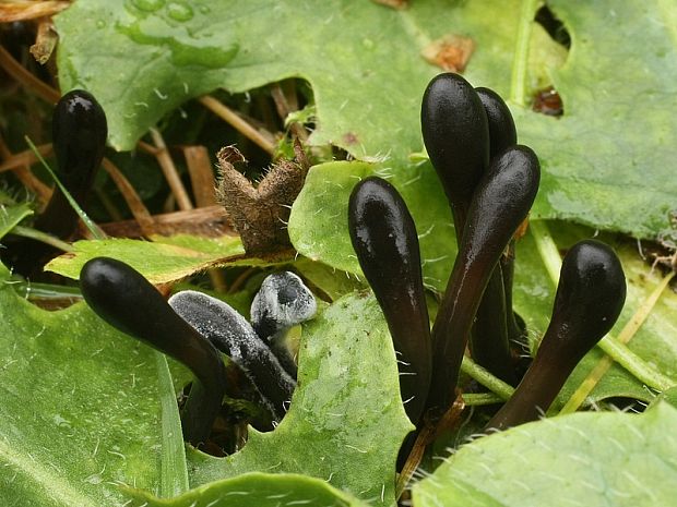 jazýček Glutinoglossum glutinosum (Pers.) Hustad, A.N. Mill, Dentinger & P.F. Cannon