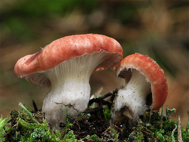 sliziak ružový Gomphidius roseus (Fr.) Oudem.