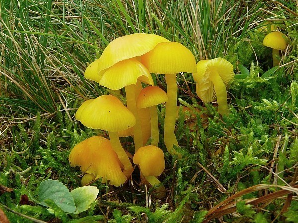 lúčnica vosková Hygrocybe ceracea (Wulfen) P. Kumm.