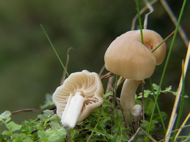 lúčnica Hygrocybe sp.