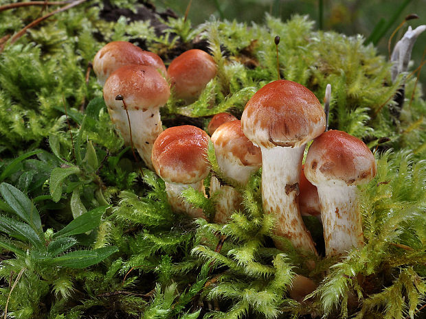 strapcovka tehlovočervená Hypholoma lateritium (Schaeff.) P. Kumm.