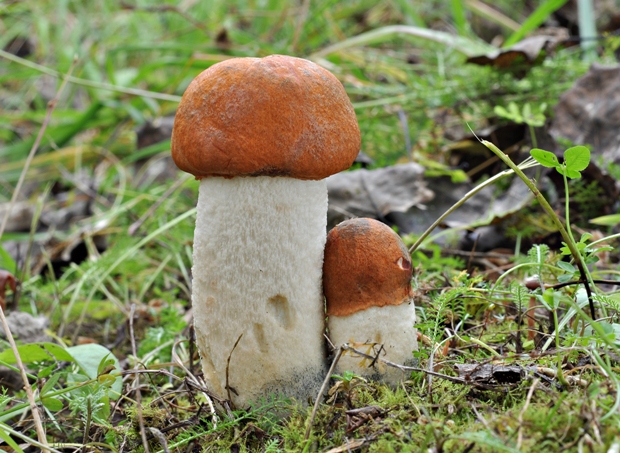 kozák osikový Leccinum albostipitatum den Bakker & Noordel.