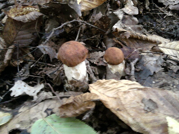 kozák dubový Leccinum aurantiacum (Bull.) Gray