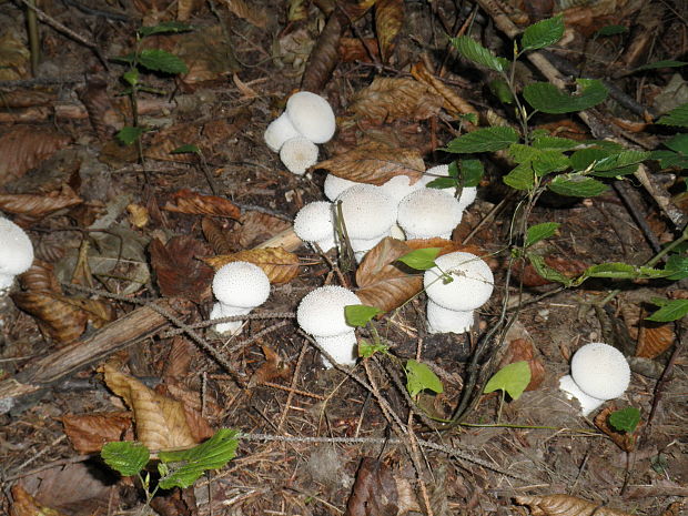 prášnica bradavičnatá Lycoperdon perlatum Pers.