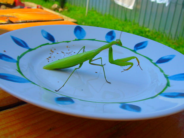 modlivka zelená Mantis religiosa