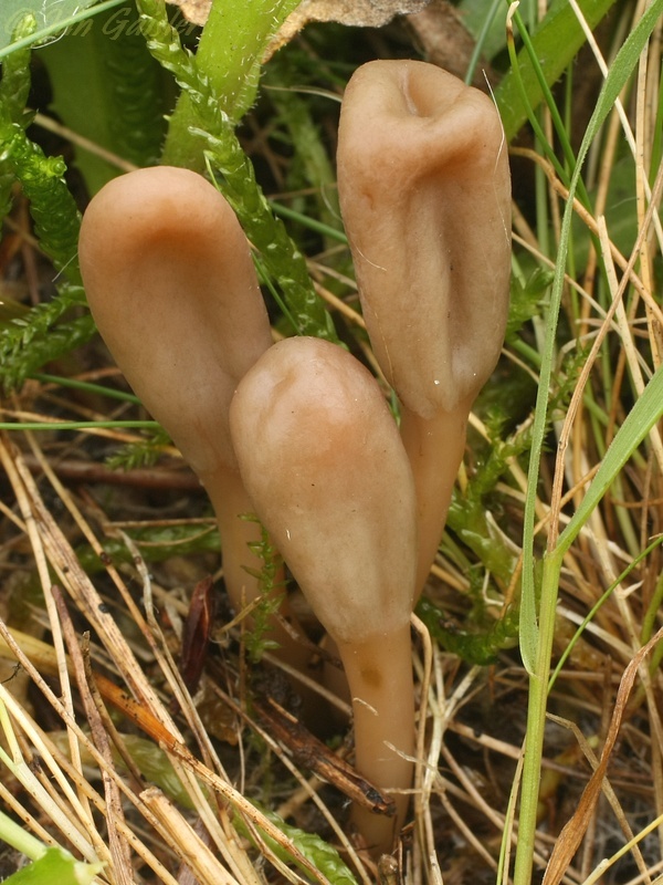 drobnojazýček Microglossum olivaceum (Pers.) Gillet