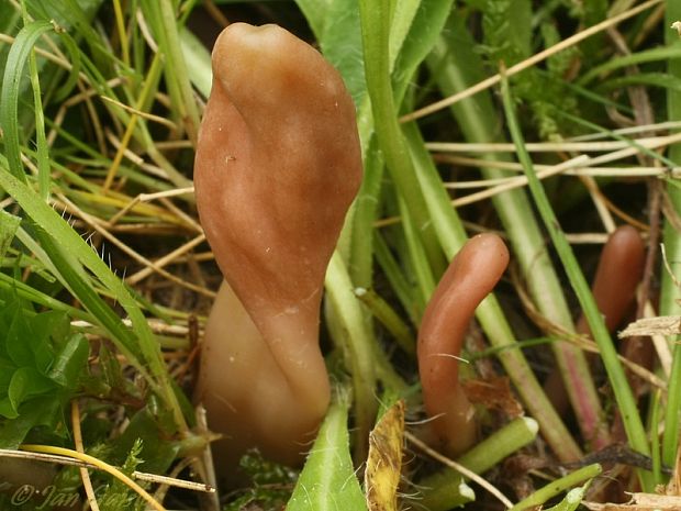 drobnojazýček Microglossum olivaceum (Pers.) Gillet