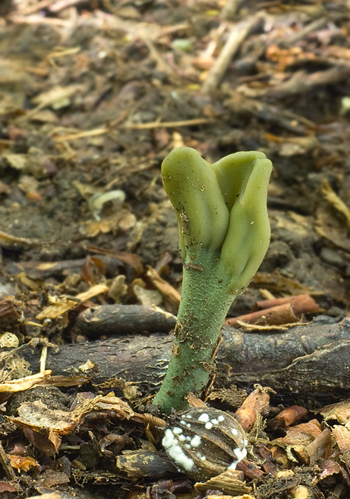 drobnojazýček zelený Microglossum viride (Pers.) Gillet