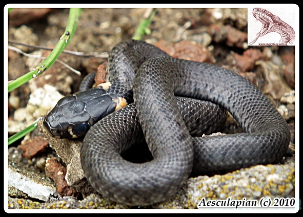 užovka obojková Natrix natrix