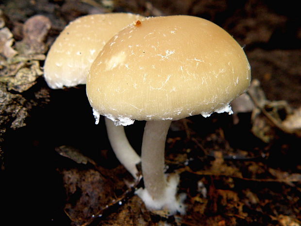 drobuľka Candolleova Psathyrella candolleana (Fr.) Maire