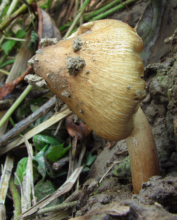 vláknica kužeľovitá Pseudosperma rimosum (Bull.) Matheny & Esteve-Rav.