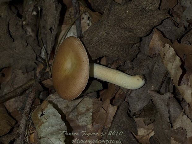 plávka Russula sp.