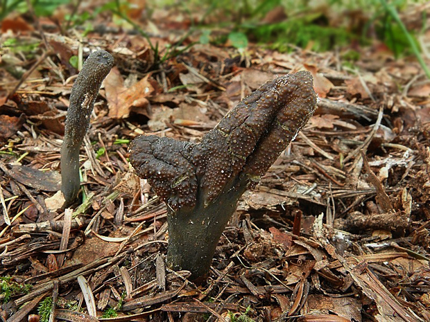 žezlovka srnková Tolypocladium ophioglossoides (J.F. Gmel.) Quandt, Kepler & Spatafora