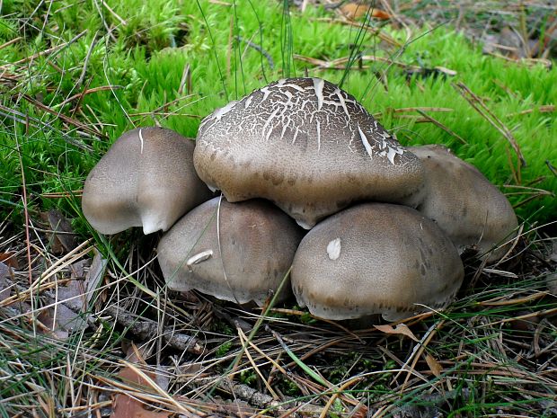 čírovka sivá? Tricholoma portentosum?