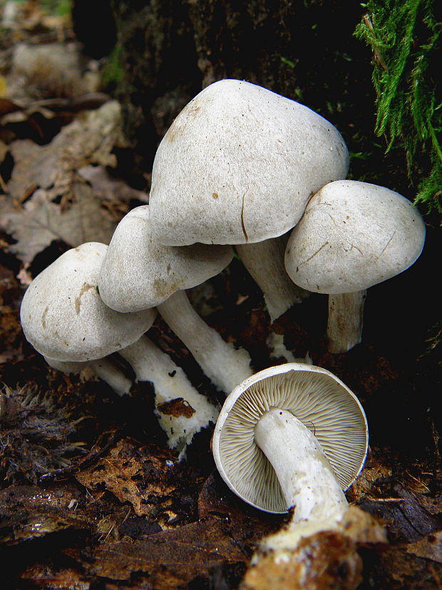 čírovka Tricholoma sp.