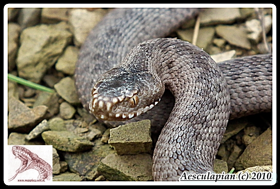 vetenica severná Vipera  berus