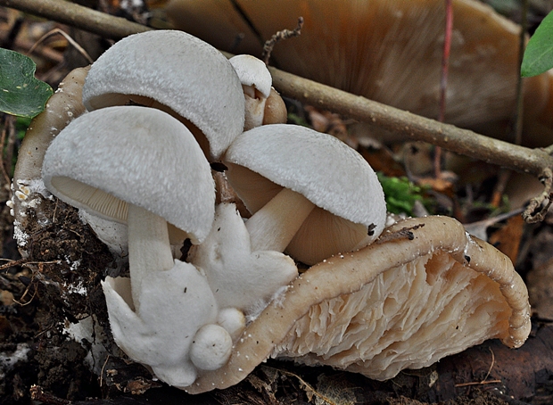 pošvovec cudzopasný Volvariella surrecta (Knapp) Singer