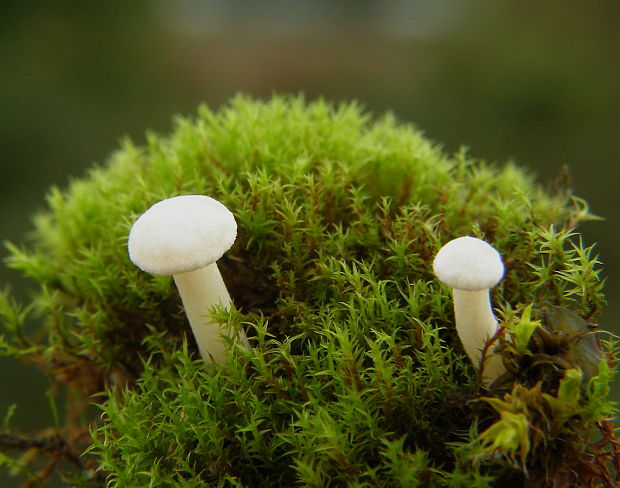 lúčnica hygrocybe sp.