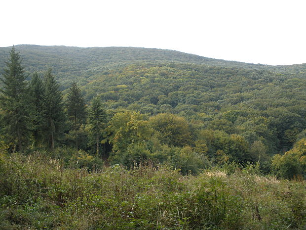 zapadná strana vrchu Zobor Nitra