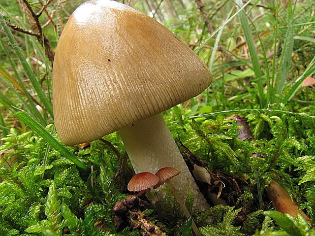 muchotrávka plavohnedá Amanita fulva Fr.