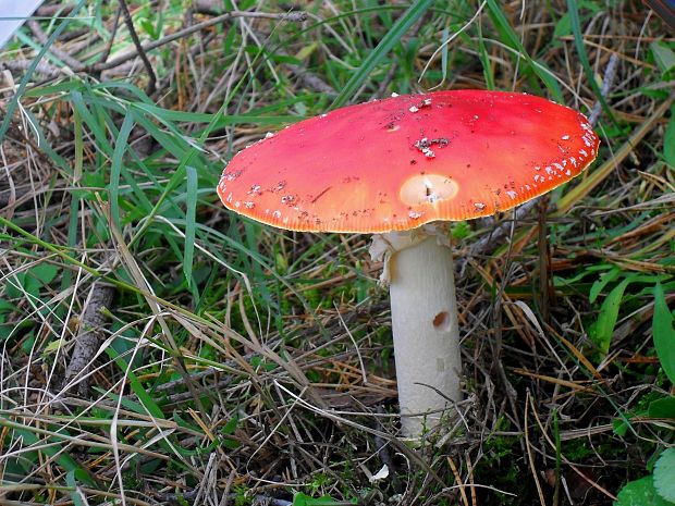 muchotrávka červená Amanita muscaria (L.) Lam.