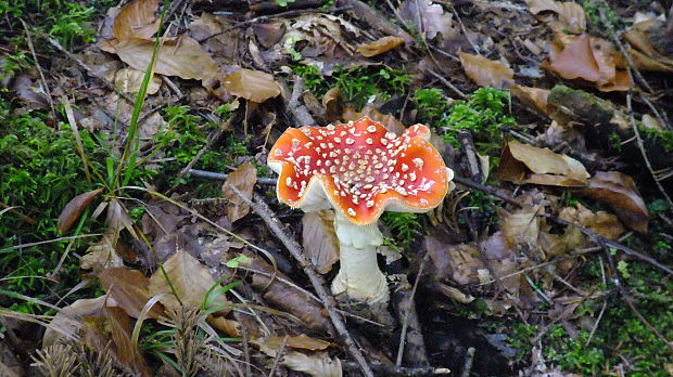 muchotrávka červená Amanita muscaria (L.) Lam.