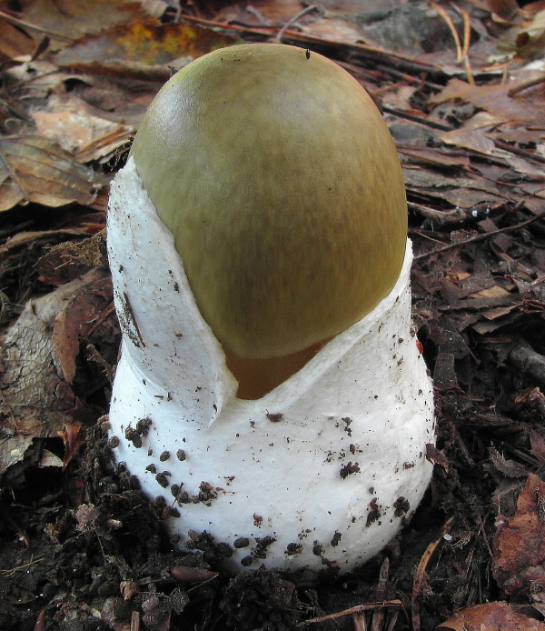 muchotrávka zelená Amanita phalloides (Vaill. ex Fr.) Link