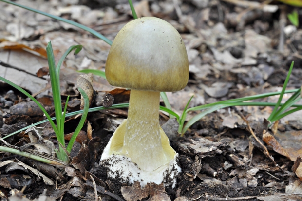 muchotrávka zelená Amanita phalloides (Vaill. ex Fr.) Link