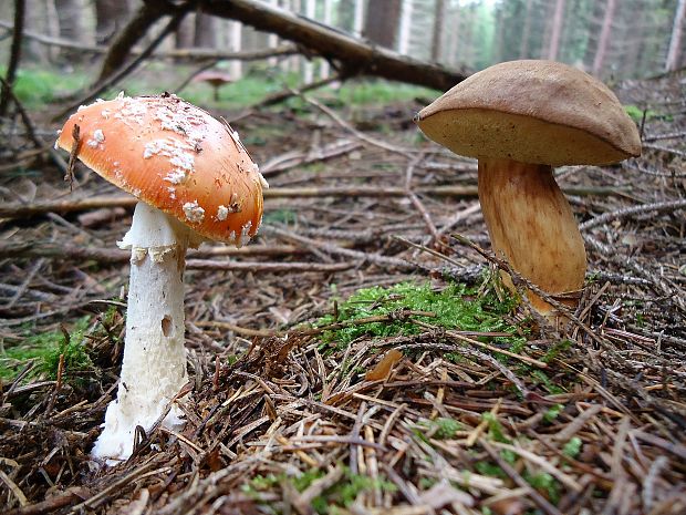 muchotrávka a suchohríb Amanita sp.