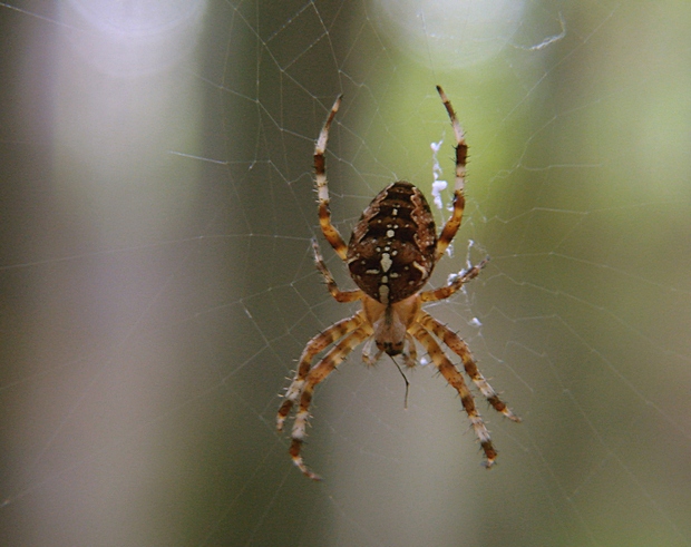 križiak obyčajný Araneus diadematus