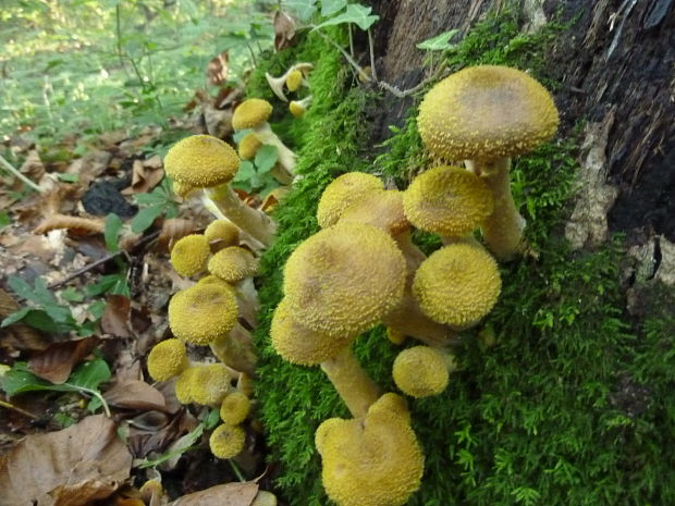 podpňovka žltá Armillaria gallica Marxm. & Romagn.