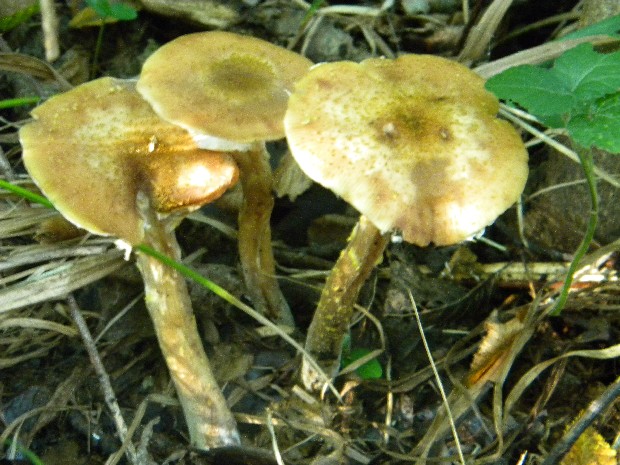 podpňovka obyčajná Armillaria mellea (Vahl) P. Kumm.