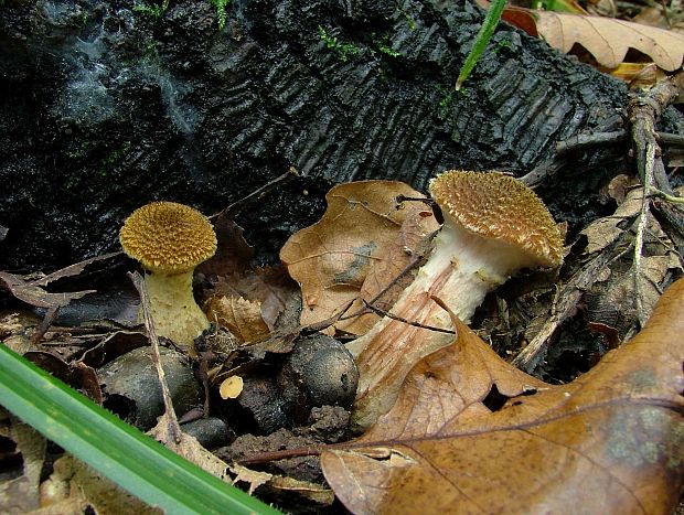 podpňovka obyčajná Armillaria mellea (Vahl) P. Kumm.