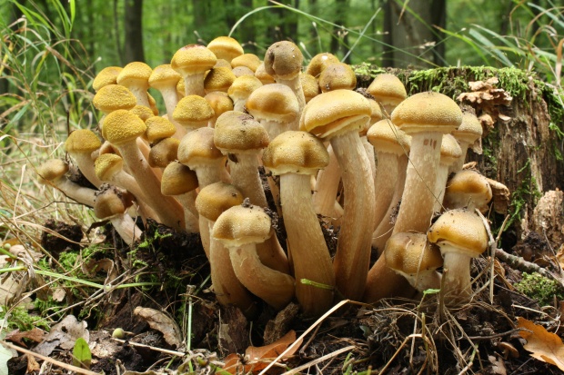 podpňovka obyčajná Armillaria mellea (Vahl) P. Kumm.