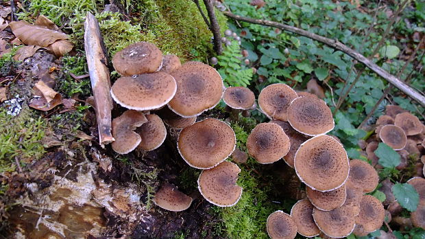 podpňovka obyčajná Armillaria mellea (Vahl) P. Kumm.