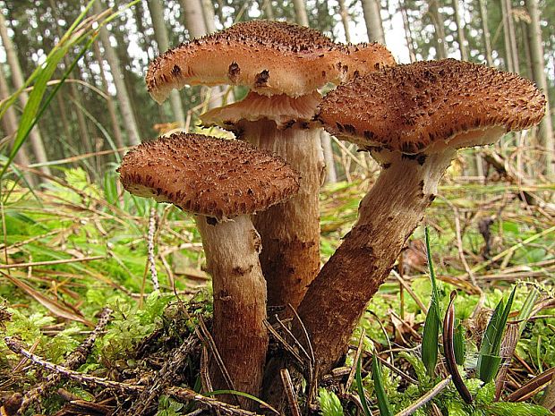 podpňovka tmavá Armillaria ostoyae (Romagn.) Herink