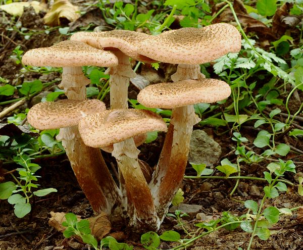 podpňovka tmavá Armillaria ostoyae (Romagn.) Herink