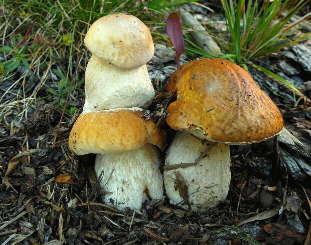 hríb smrekový Boletus edulis Bull.