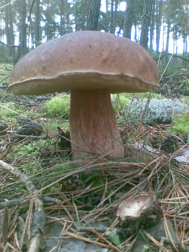 hríb dubový Boletus reticulatus Schaeff.