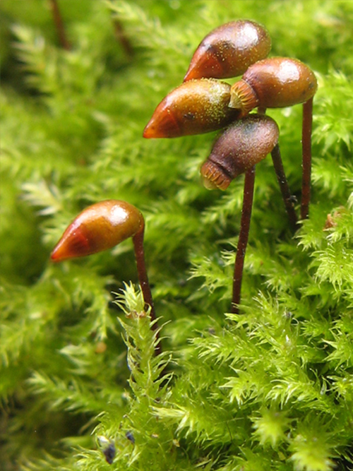 bankovec hrboľatý Brachythecium salebrosum (F. Weber et D. Mohr) B. S. G.