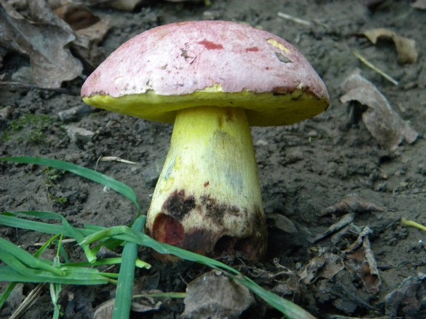 hríb kráľovský Butyriboletus regius (Krombh.) D. Arora & J.L. Frank