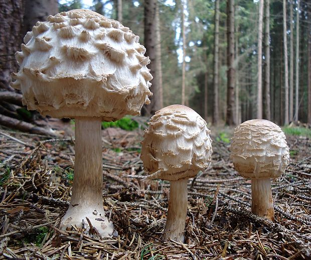 bedľa červenejúca Chlorophyllum rachodes (Vittad.) Vellinga