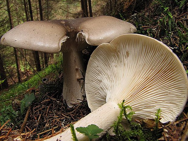 strmuľka Clitocybe sp.