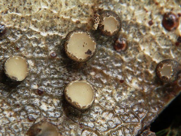 drobnoškvrnka venčená Coccomyces coronatus (Schumach.) De Not.