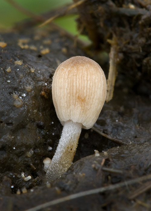 hnojník Coprinellus sp.