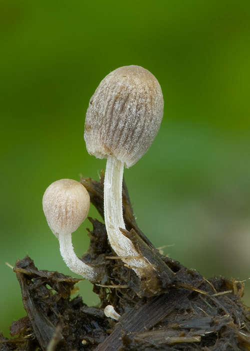 hnojník Coprinellus sp.