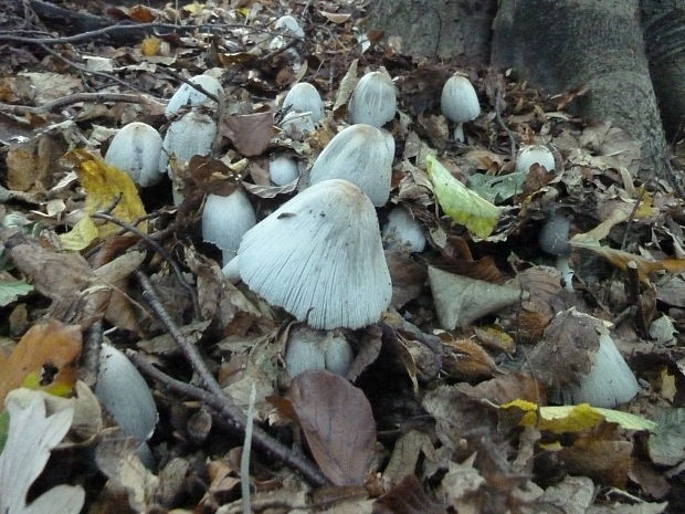 hnojník atramentový Coprinopsis atramentaria (Bull.) Redhead, Vilgalys & Moncalvo