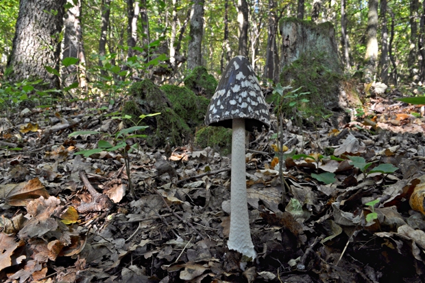 hnojník strakatý Coprinopsis picacea (Bull.) Redhead, Vilgalys & Moncalvo