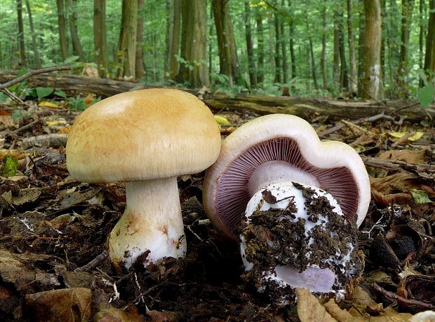 pavučinovec Cortinarius sp.