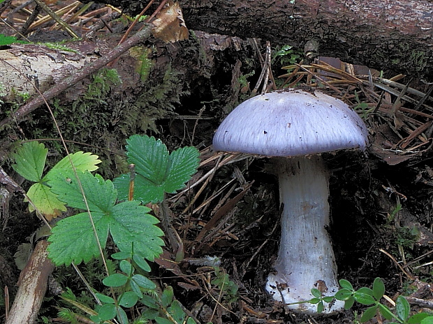 pavučinovec Cortinarius sp.